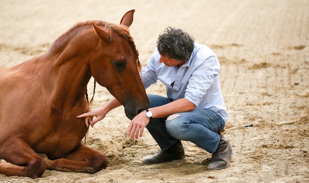 « Le stress a un réel impact sur le cheval » – Sud Ouest