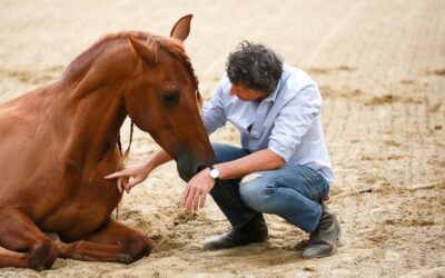 « Le stress a un réel impact sur le cheval » – Sud Ouest